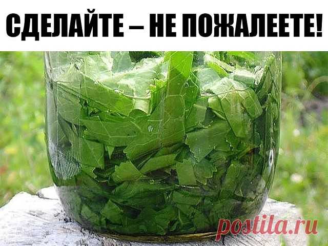 Лечебные свойства и рецепты из листьев хрена. 
Листья хрена вытянут соль. Растирка из листьев хрена помогла при болях в спине и суставах. 
СДЕЛАЙТЕ – НЕ ПОЖАЛЕЕТЕ! 
Сейчас самое время избавиться от всей соли, 
которая накопилась в организме и может привести к солевым болезненным отложениям. Напоминаю проверенный и безотказный рецепт. 
Возьмите свежие крупные листья хрена – 2 шт. Перед сном окуните их с двух сторон кипяток и сразу положите на спину, захватывая шею. Обвяжите...