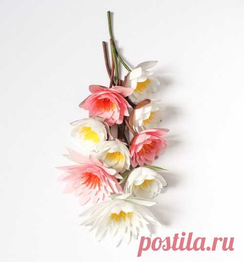 A Petal Unfolds