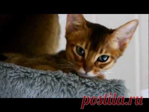 Абиссинская кошка — Воротила