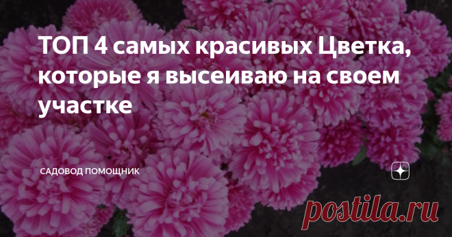 ТОП 4 самых красивых Цветка, которые я высеиваю на своем участке Цветы для меня это красота. Выращиваю их на своём участке всегда, они самые разные, цветовая гамма, размер, вид. Видов очень много, бархатные, глянцевые, яркие, как лучики солнца, белоснежные, как сама невеста, синих как небо, и даже чёрных как ночь, много много разных цветов.