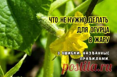 Вот что не любит огурец в жару в теплице, 3 ошибки и лист желтеет, плоды мелкие, с пустотами, горькие. Что не нужно делать: советы агрономов