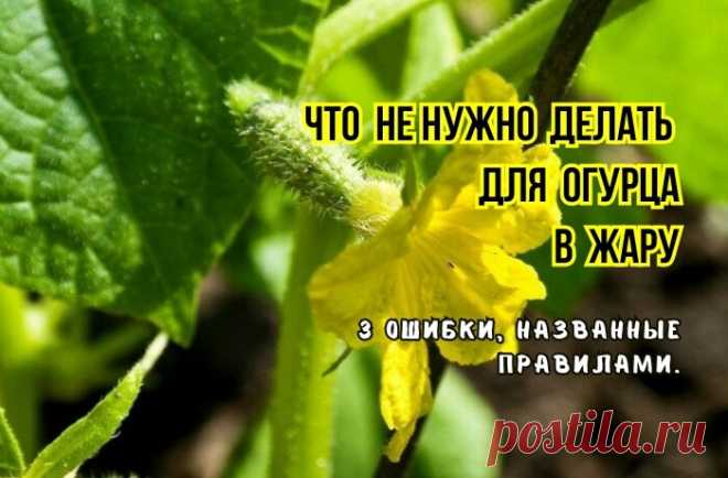 Вот что не любит огурец в жару в теплице, 3 ошибки и лист желтеет, плоды мелкие, с пустотами, горькие. Что не нужно делать: советы агрономов