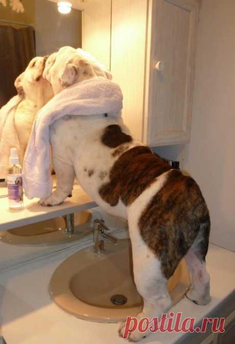 As 100 fotos de cachorros mais adoráveis de todos os tempos