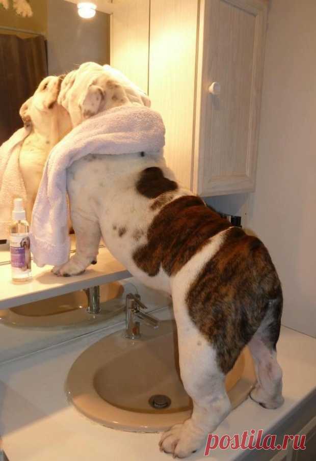 As 100 fotos de cachorros mais adoráveis de todos os tempos