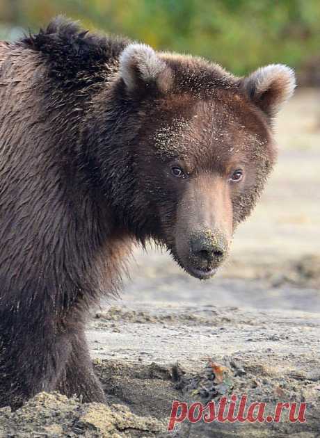 Портрет археолога | National Geographic Россия