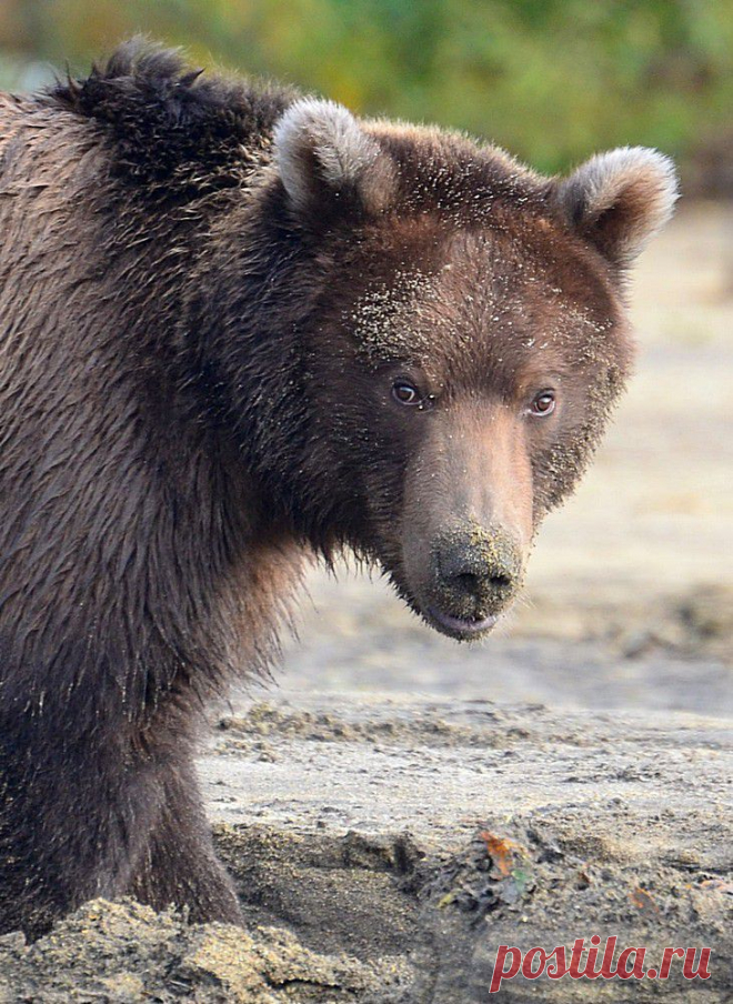 Портрет археолога | National Geographic Россия
