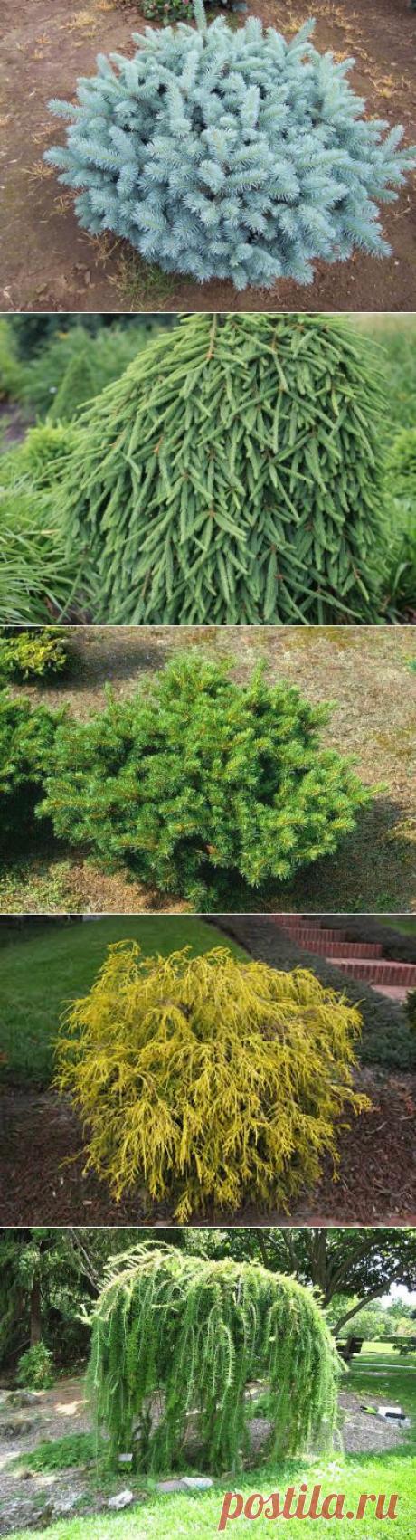 НИЗКОРОСЛЫЕ ХВОЙНЫЕ | Самоцветик