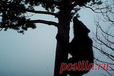 Медведь из Саяно-Шушенского заповедника «настроил» камеру и снял себя на видео. Медведь из Саяно-Шушенского заповедника лапой зафиксировал камеру и снял себя на видео. На видео видно, как хищник сам «настраивает» камеру, а затем залезает на дерево. На территории заповедника действуют около 80 фотоловушек. Чаще всего животные трутся о них, чтобы пометить территорию.