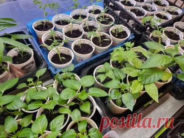 Что добавить в грунт для баклажанов: рассада будет «кровь с молоком». Огородники знают, что баклажаны — настоящие аристократы среди рассады.