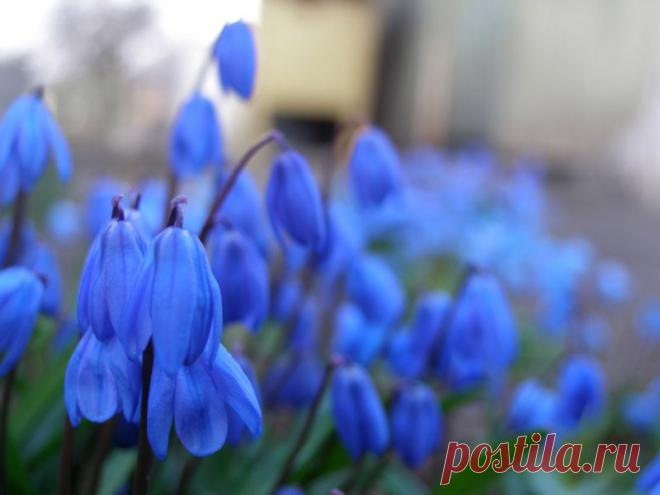 подснежники