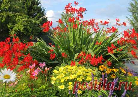 Многолетний садовый цветок Крокосмия (Crocosmia). Клубнелуковичный многолетник, напоминающий гладиолус: с узкими мечевидными листьями, высокими разветвленными цветоносами и яркими оранжево-красными цветками, 3-5 см в поперечнике. Цветет с июля по сентябрь.

Основные виды
В культуре чаще всего встречается к.крокосмиецветная, или обыкновенная (C.crocosmiiflora). Высота стеблей до 1 м. Клубнелуковица диаметром 1,5 - 3,5 см. Листья длиной до 90 см; цветки оранжево-красные.