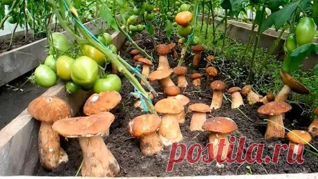 Белые ГРИБЫ растут прямо на ПОДОКОННИКЕ!