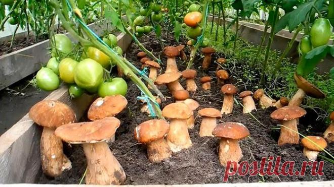 Белые ГРИБЫ растут прямо на ПОДОКОННИКЕ!