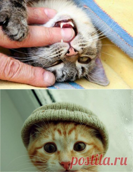 15 раздражающих признаков того, что кошка признается человеку в любви