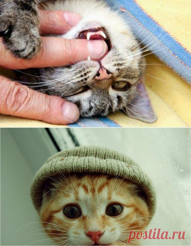 15 раздражающих признаков того, что кошка признается человеку в любви