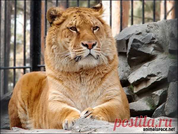 Папа думает