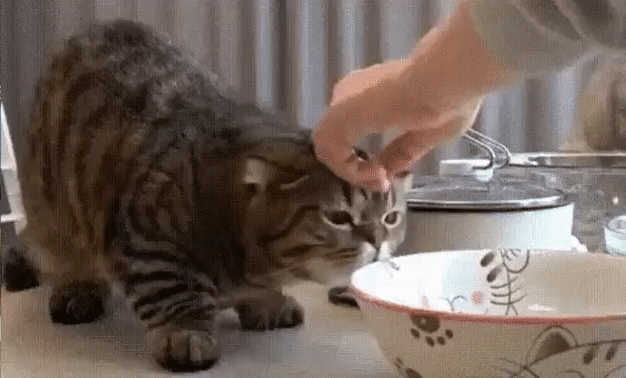 А что там у тебя ? Котлеточки ? Я ж только посмотреть ! Только посмотреть ... )))