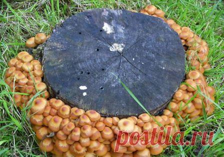 Как посадить и вырастить грибы на садовом участке: какие сажать, выбор и подготовка участка на даче, мицелия, технология посадки, фото, видео