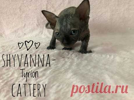 shyvanna-tyrion-cattery в Instagram: «Preciosa hembra tortuga Negra Disponible  SPH x ELF Pruebas y contrato de Garantias ENVIO A TODO EL MUNDO  Más información por privado…» 3 отметок «Нравится», 0 комментариев — shyvanna-tyrion-cattery (@shyvannatyrioncattery) в Instagram: «Preciosa hembra tortuga Negra Disponible  SPH x ELF Pruebas y contrato de Garantias ENVIO A TODO EL…»