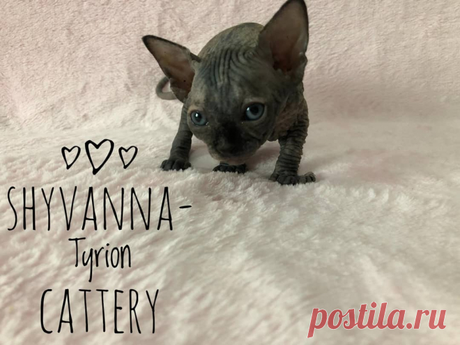 shyvanna-tyrion-cattery в Instagram: «Preciosa hembra tortuga Negra Disponible  SPH x ELF Pruebas y contrato de Garantias ENVIO A TODO EL MUNDO  Más información por privado…» 3 отметок «Нравится», 0 комментариев — shyvanna-tyrion-cattery (@shyvannatyrioncattery) в Instagram: «Preciosa hembra tortuga Negra Disponible  SPH x ELF Pruebas y contrato de Garantias ENVIO A TODO EL…»