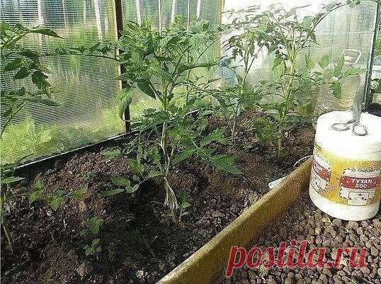 СОВЕТЫ ОТ БЫВАЛЫХ ПРОТИВ ВРЕДИТЕЛЕЙ

Рано весной провожу не одну, как обычно рекомендуют, а две обработки черной смородины и крыжовника практически кипятком до распускания почек.

Когда появляются зеленые листочки, опрыскиваю раствором кальцинированной соды с хозяйственным мылом (на 10 л воды 30 г соды и 50 г мыла).

После цветения обрабатываю ягодные кустарники настоем золы с мылом (на 10 л воды 500 г золы и 50 г мыла).

Процедуру повторяю через каждые 10 дней до созреван...