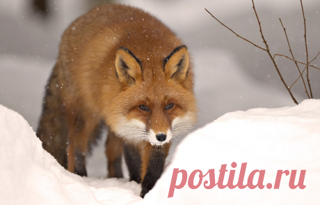 Обои зима, снег, природа, животное, лиса, зверь, fox, winter, snow, animal картинки на рабочий стол, раздел животные - скачать