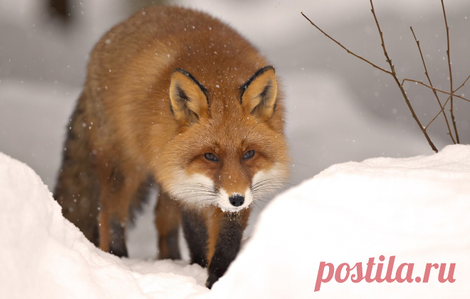 Обои зима, снег, природа, животное, лиса, зверь, fox, winter, snow, animal картинки на рабочий стол, раздел животные - скачать