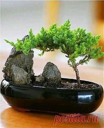 Bonsai  |   Bonsai | Porch and pots