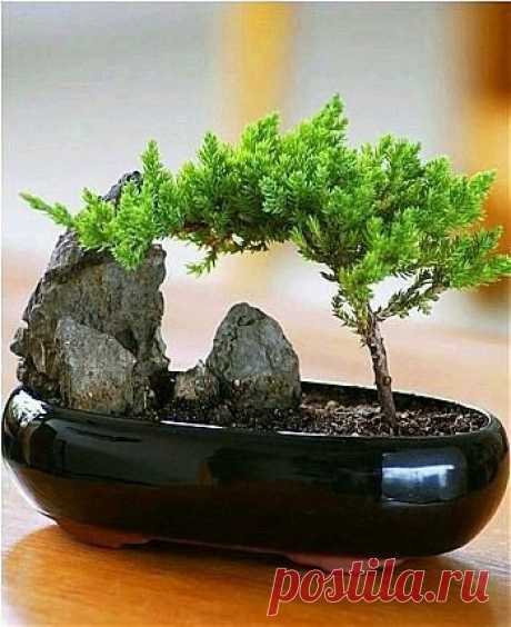 Bonsai  |   Bonsai | Porch and pots
