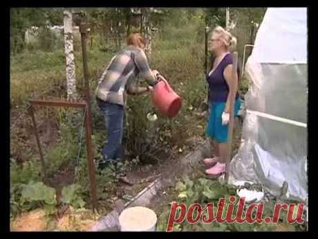 Пересадка крыжовника осенью.