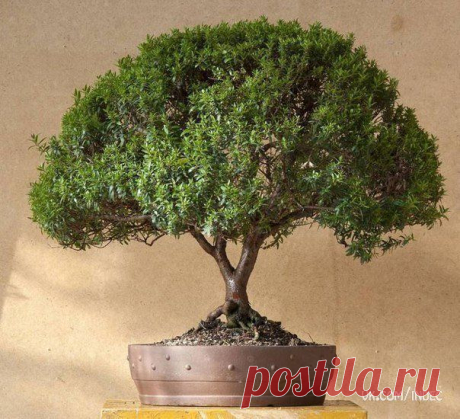 Растения для дома..