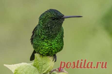 Amazilia saucerottei - EXPLORED 31/09/2019 - Amazilia saucerottei (Steely-vented Hummingbird / Amazilia coliazul)  La Ceja, Colombia; 2.300 meters above sea level.   The Steely-vented Hummingbird is a medium-sized hummingbird that is a resident breeder from  Colombia Venezuela, Nicaragua and Costa Rica. This hummingbird inhabits open woodland such as second growth, coffee plantations, gardens, savanna, and the edges and gaps of evergreen forests.  Source: Wikipedia