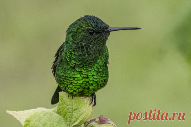 Amazilia saucerottei - EXPLORED 31/09/2019 - Amazilia saucerottei (Steely-vented Hummingbird / Amazilia coliazul)  La Ceja, Colombia; 2.300 meters above sea level.   The Steely-vented Hummingbird is a medium-sized hummingbird that is a resident breeder from  Colombia Venezuela, Nicaragua and Costa Rica. This hummingbird inhabits open woodland such as second growth, coffee plantations, gardens, savanna, and the edges and gaps of evergreen forests.  Source: Wikipedia
