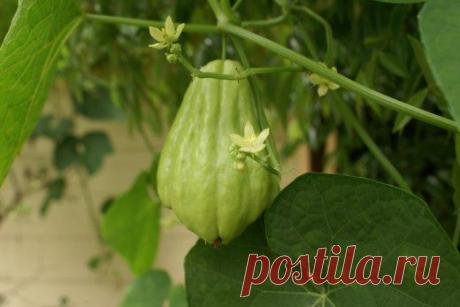 Чайот. Уход, выращивание, размножение. Овощи. Садовые растения. Огород. Полезные свойства. Применение. Фото. - Ботаничка.ru