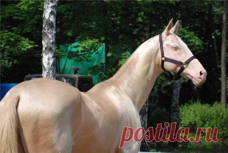 живой перламутр