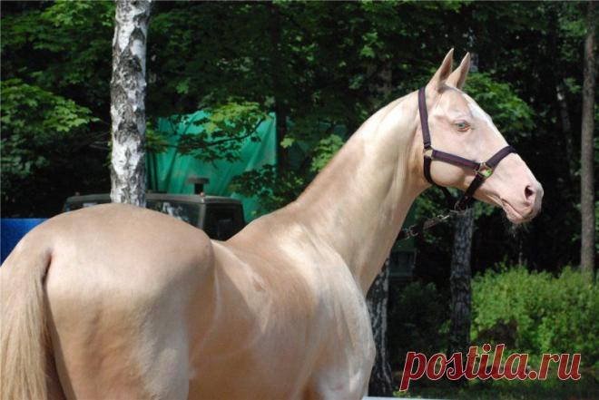 живой перламутр