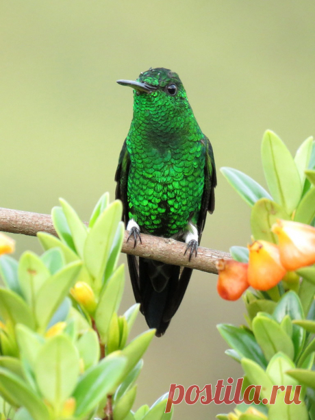 Este hábil espadachín es de las aves más agresivas que he visto para defender su territorio. La amazilia saucerottei, suele amenazar a otros colibríes o mieleros con enviones a gran velocidad que le permite adueñarse de la flores de su preferencia. Su nombre Amazilia proviene de una heroína Inca de una novela del francés Jean Françoise Marmontel y el epíteto Saucerottei hace referencia al ornitólogo francés Antoine Constant Saucerotte  Orden: Apodiformes  Familia: Trochili...