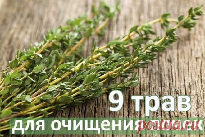 Топ-9 трав для очищения почек