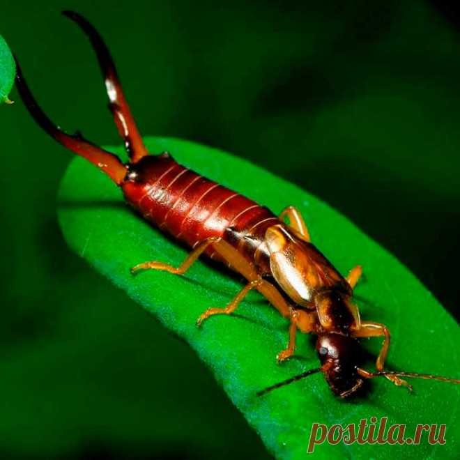 Вредитель комнатных растений Уховертка. Это садовый и домашний вредитель с темно-коричневым тельцем и двумя клещевидными придатками. Это насекомое трудно обнаружить на комнатных растениях, потому что днем оно прячется, а по ночам поедает листья и лепестки, так что на листьях образуются дырочки, иногда вплоть до полного исчезновения ткани листа.