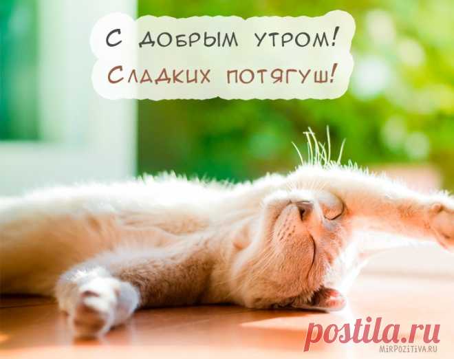 Прикольные картинке мужчине «С Добрым утром!» (37 фото) ⭐ Забавник