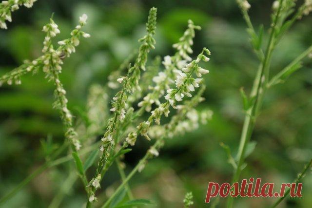 14 растений, которые помогут прогнать мышей с вашего огорода