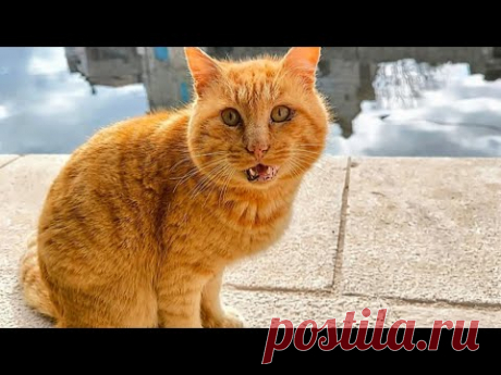 Дождь, гром, град, гроза. Хмуро и жарко зимой 😵‍💫