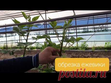 Как обрезать ежевику, чтобы получить качественную ягоду и компактный куст.