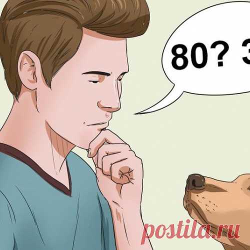 Как правильно посчитать возраст собаки и кошки в человеческих годах?
