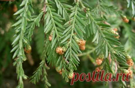 Рассказываю, как вырастить на собственном участке настоящую Секвойю. Все не так сложно, как кажется
Секвойя бывает красная и вечнозеленая. Является официальным символом штата Калифорния. Популярна повсеместно благодаря своим большим размерам и древесине, которая очень прочная и не гниет. Секвойя. Иллюстрация с сайта https://c-c-o.ru Описание секвойи Самое высокое и древнее хвойное растение....
Читай дальше на сайте. Жми подробнее ➡