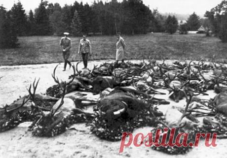 Царская охота - shatsky