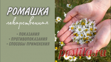 Что лечит ромашка - лучшие рецепты &amp;raquo; Женский Мир