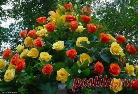 Одноклассники