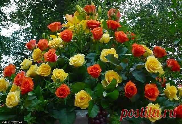 Одноклассники