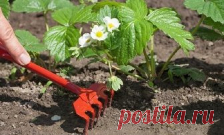 КАЛЕНДАРЬ УХОДА ЗА КЛУБНИКОЙ С ВЕСНЫ ДО ОСЕНИ.
Cохраните, чтобы не потерять!
Календарь ухода за клубникой с весны до осени. 
Клубника (садовая земляника) – довольно капризная культура. Поэтому за ней нужно тщательно ухаживать с ранней весны до поздней осени. Мы расскажем, какие работы и в какое время нужно проводить. 
За клубничной грядкой начинают ухаживать еще до того, как полностью сойдет снег (обычно в марте), а заканчивают работы с наступлением заморозков. 
Март 
Когда наступят первые те